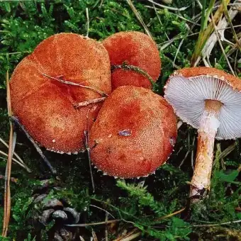Cistoderma granuloso