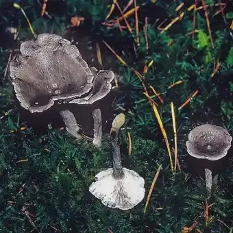 Mosskantarell