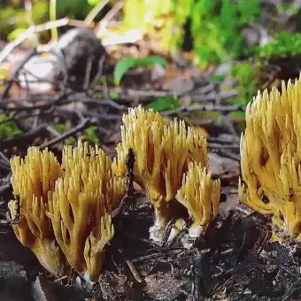 Ramaria di Invall