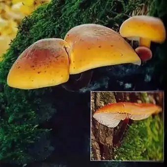 Fløjlsfod