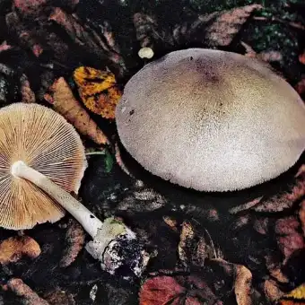 Fungo della paglia
