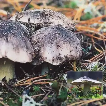 Gråstribet ridderhat