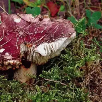 Blackening Brittlegill (Russula nigricans)