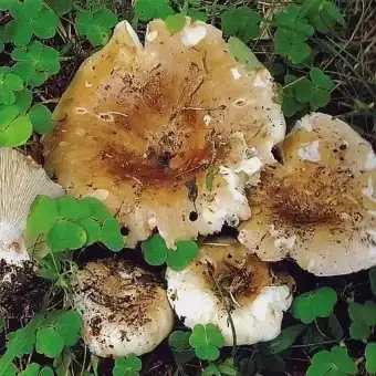 Gołąbek ostrolistny