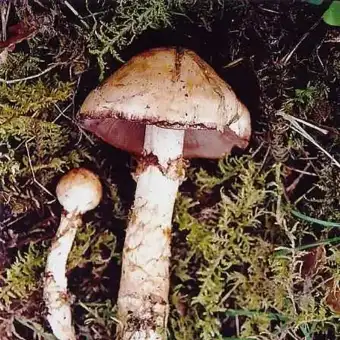 Vitfransad kragskivling