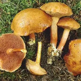 Boleto picante