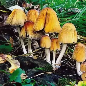 Coprin micacé