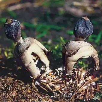 Kleiner Nest-Erdstern