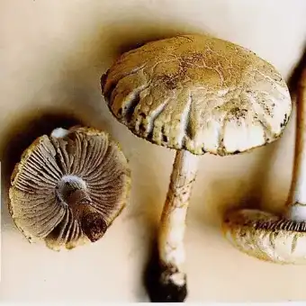 Агроцибе растрескавшаяся (Agrocybe molesta)