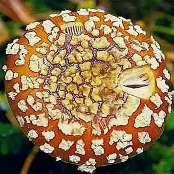 Amanita regale
