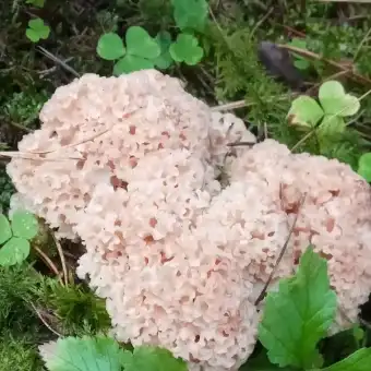 Kruset blomkålssvamp