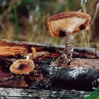 Weitlöcheriger Stielporling