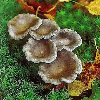 Kreivakepuris piengrybis