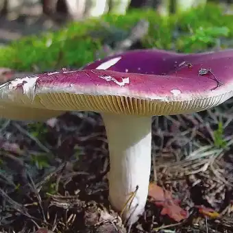 Russula krombholzii (Krombholz's Brittlegill)