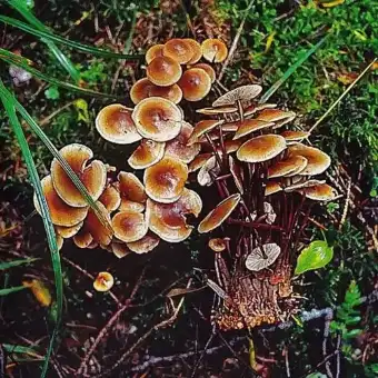 Krūmiškasis plempis
