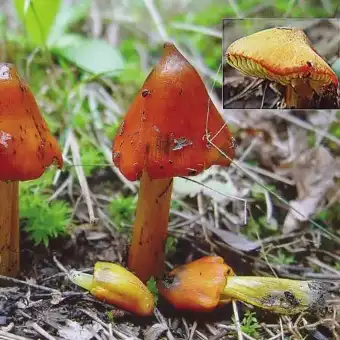 Blackening Waxcap