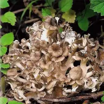 Grifola (Maitake)
