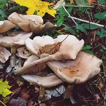 Violmusseron