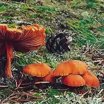 Lakówka pospolita