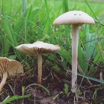 Fairy Ring Champignon