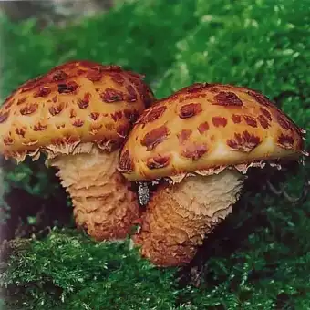 Pholiote adipeuse
