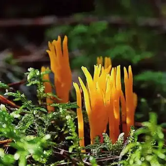 Yellow Stagshorn