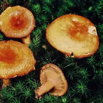 Larch Milkcap