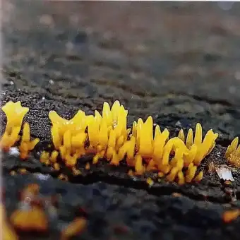Calocera cornea