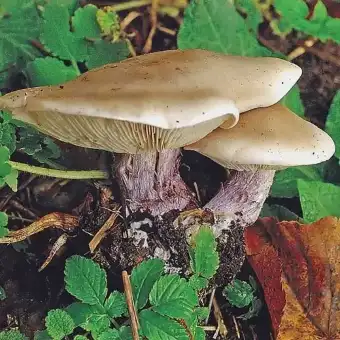 Pie violeta