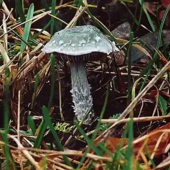 Stropharia verderame