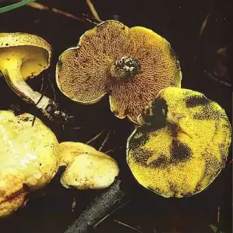 Alder Bolete