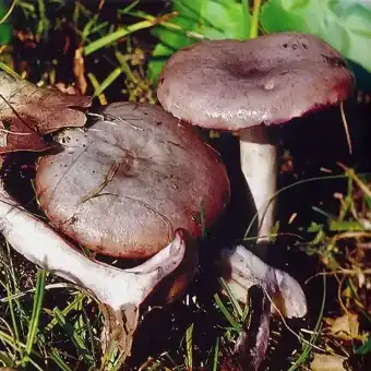 Lactarius violascens (Violet-staining Milkcap)