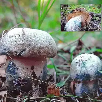 Bolet bleuissant