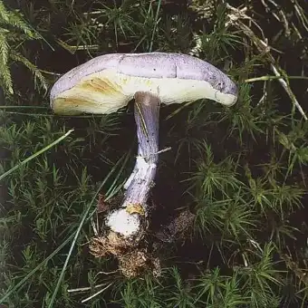 Calocybe violet