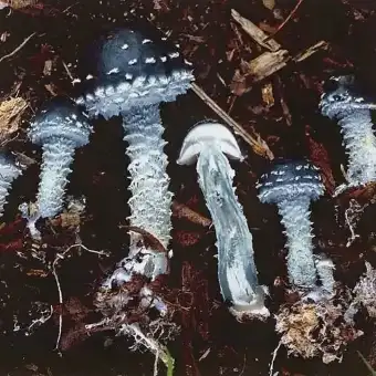 Blauer Träuschling