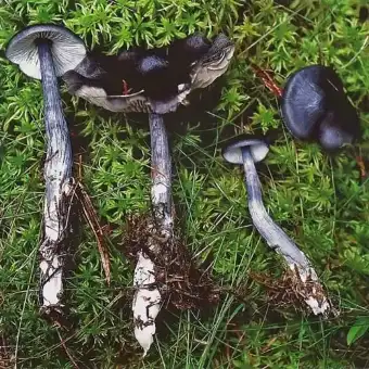 Entoloma blu