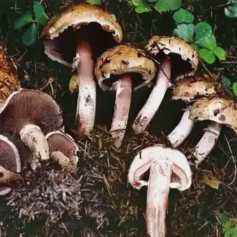 Шампиньон лесной (благушка)