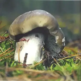 Tricoloma saponáceo