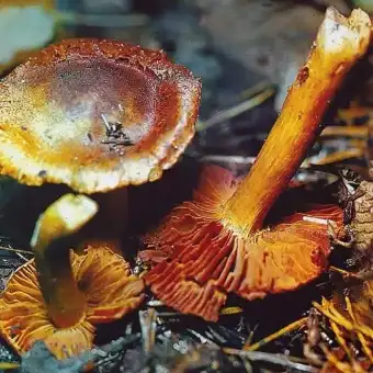 Orange giftslørhat