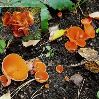 Almindelig orangebæger