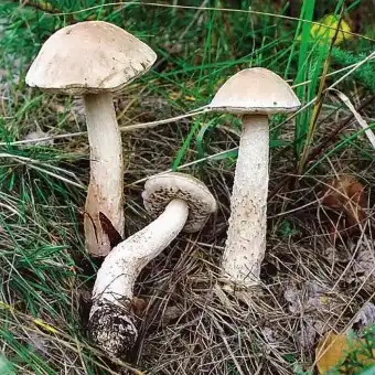 Moor-Birkenpilz