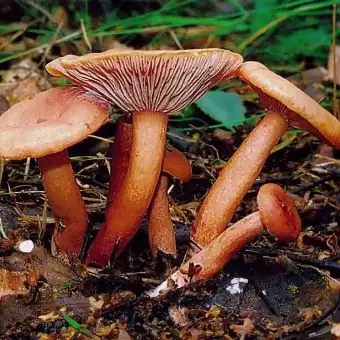 Palvasis piengrybis