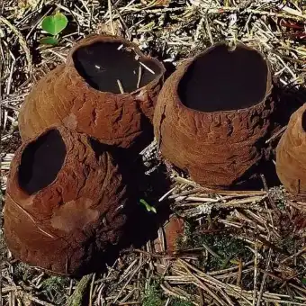 Paprastasis taukius