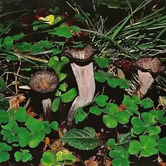Trompette de la mort