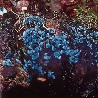 Grünspan-Becherling