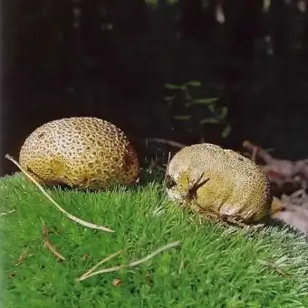 Dickschaliger Kartoffelbovist