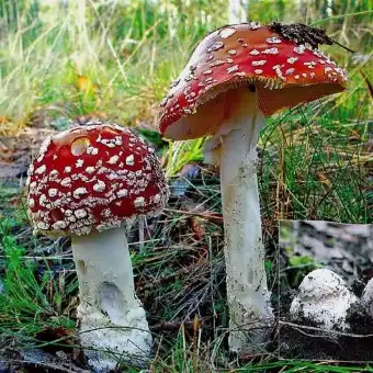 Rød fluesvamp