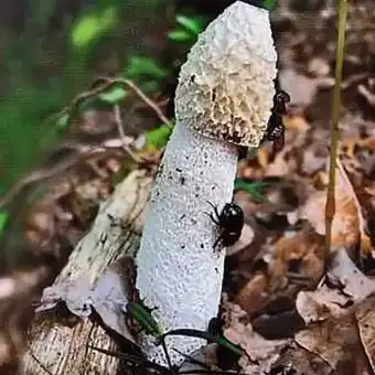 Sromotnik bezwstydny