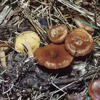 Frühlings-Trichterling