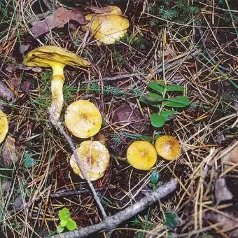 Bolet des tourbières